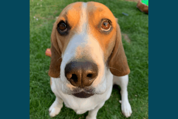 Meet Hartley!